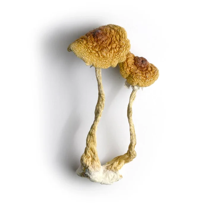 Cambodian Mushrooms