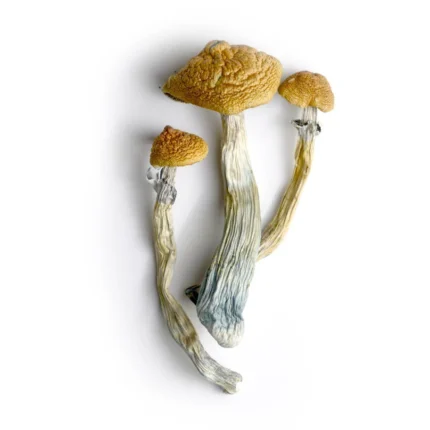Hillbilly Magic Mushrooms